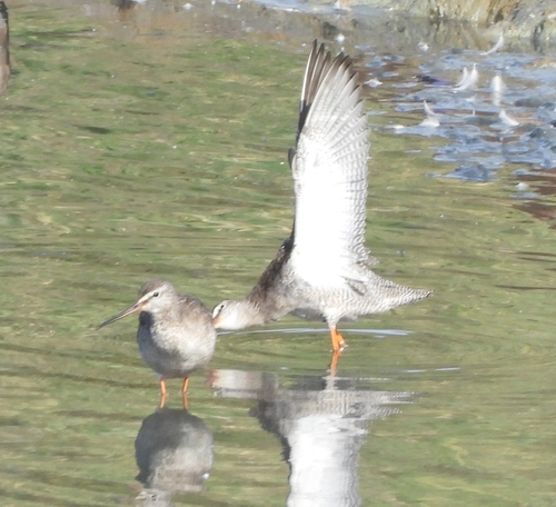 Spotted Redshank