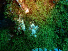 Phyllodesmium briareum