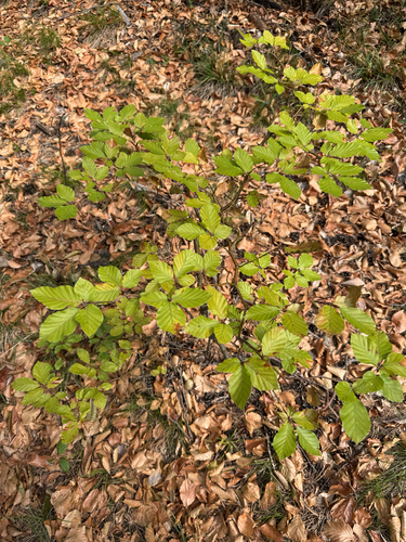 European beech