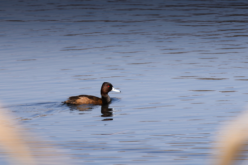 iNaturalist image