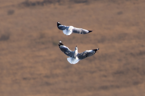 iNaturalist image