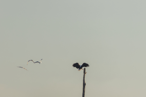 iNaturalist image