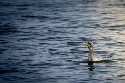 iNaturalist image