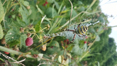 Wasp Spider