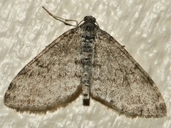 Lobophora halterata
