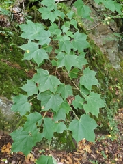 (c) Виктория Билоус, some rights reserved (CC BY) Acer cappadocicum, photograph (c) Виктория Билоус, some rights reserved (CC BY)