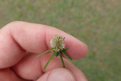 Cyperus sesquiflorus sesquiflorus