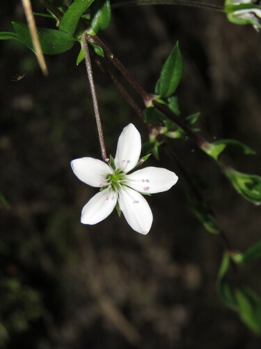 Arenaria lanuginosa observed 2026-07-23