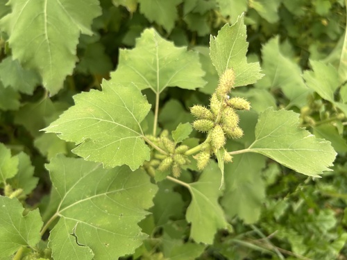 Xanthium strumarium