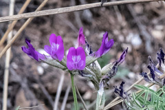Astragalus suffruticosus