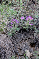 Astragalus suffruticosus