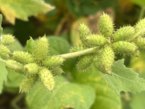 Xanthium strumarium