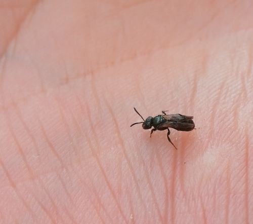 Little Blue Carpenter Bee