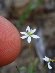 Meconella denticulata