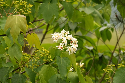 mu oil tree