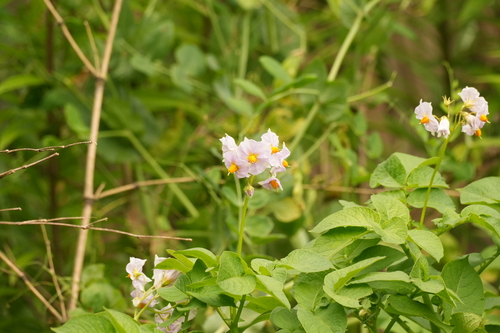 potato