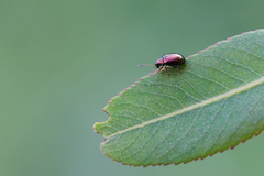 Crepidodera fulvicornis