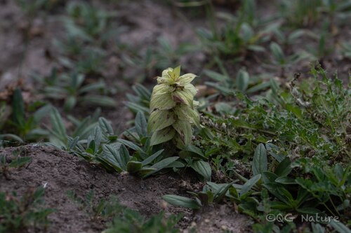 Ajuga lupulina
