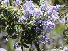 Ceanothus papillosus