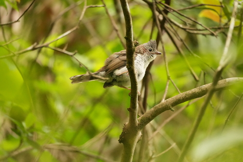 Indochinese Yuhina