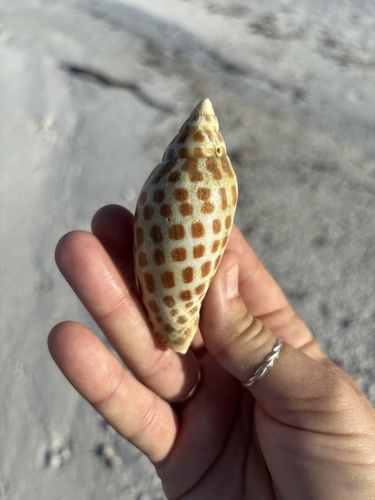 Scaphella junonia observed 2026-08-28