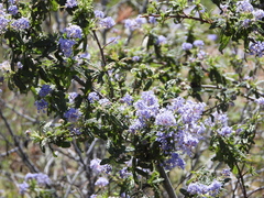 Ceanothus papillosus