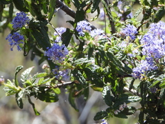 Ceanothus papillosus