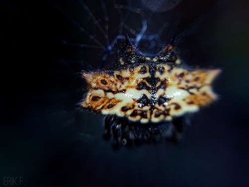 Spinybacked Orbweaver