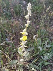 Verbascum undulatum