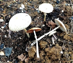 Agrocybe rivulosa