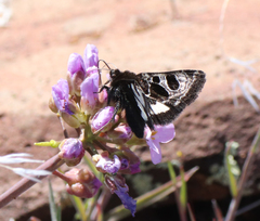 Heliothis belladonna