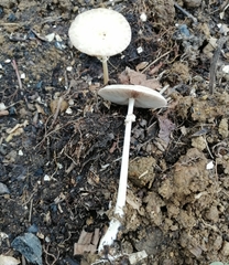 Agrocybe rivulosa