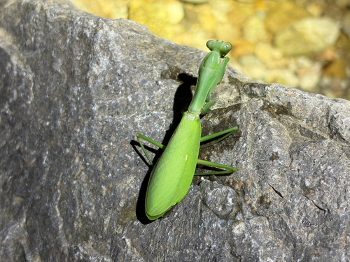 Chinese Reddish Mantis