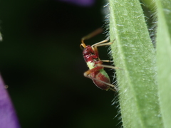 Closterotomus ventralis