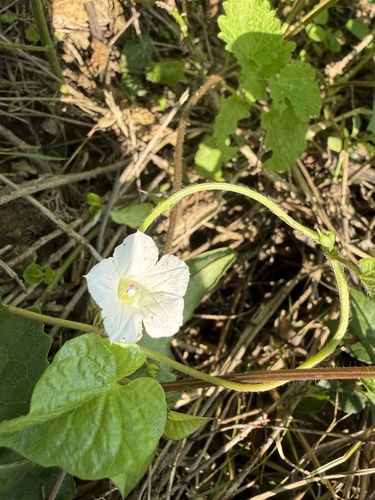 White Morning-glory