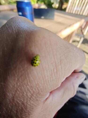 22-spot Ladybird