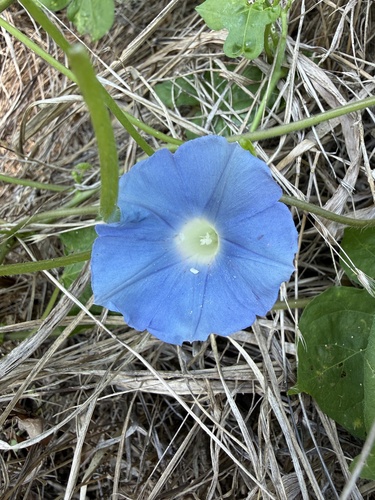 ivy-leaved morning-glory