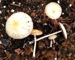 Agrocybe rivulosa