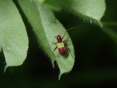 Closterotomus ventralis
