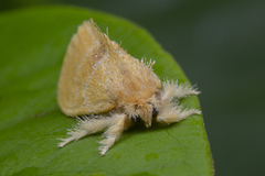 Euproctis singapura