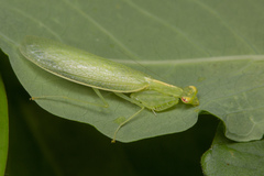 Tropidomantis