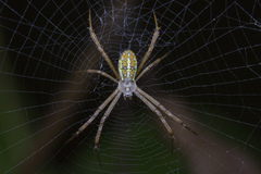 Argiope dang