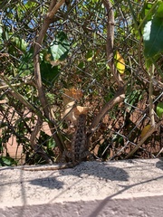 Sceloporus spinosus