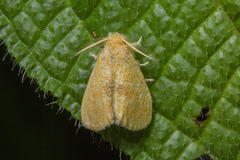 Euproctis singapura