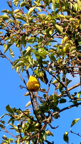 Eurasian Blue Tit
