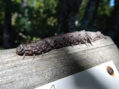 Catocala sponsa