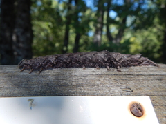 Catocala sponsa