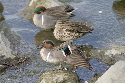 iNaturalist image