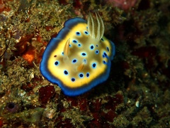 Goniobranchus kuniei