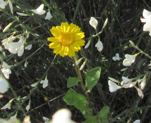 Coleostephus myconis, photograph 6